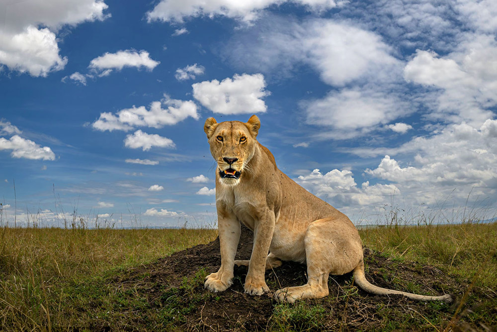 Magical Masai Mara wildlife photography