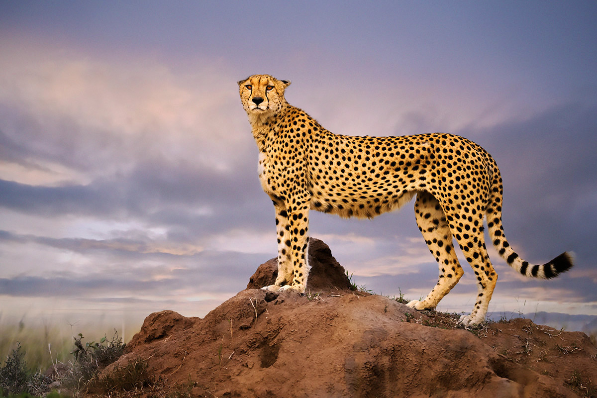 Magical Masai Mara 2027 wildlife photography tour, Kenya