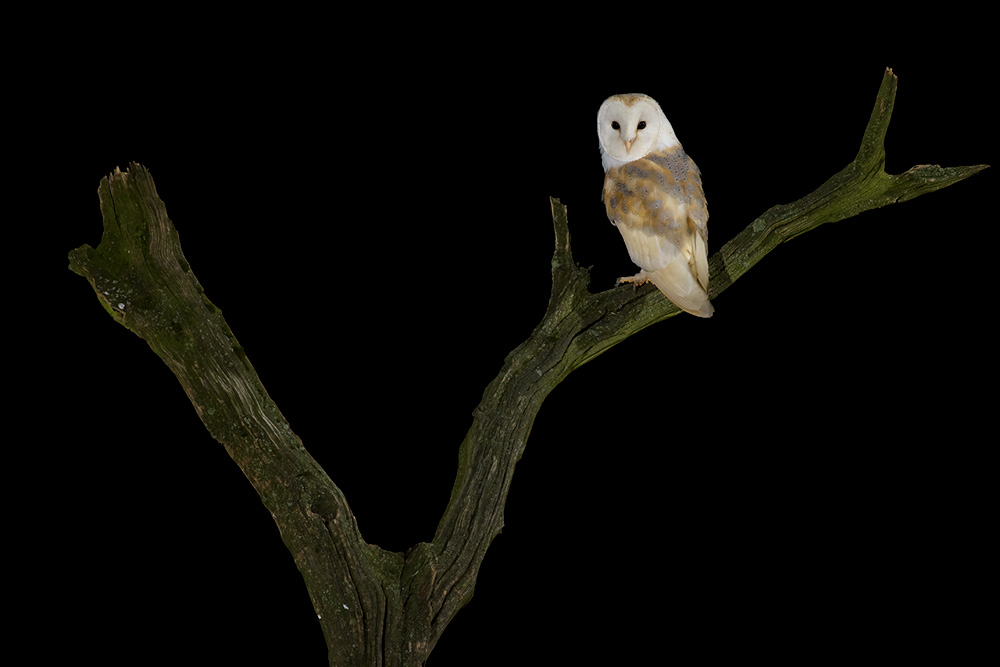 Wild Barn Owl Hide wildlife photography