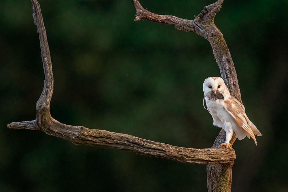 Wild Barn Owl Hide wildlife photography