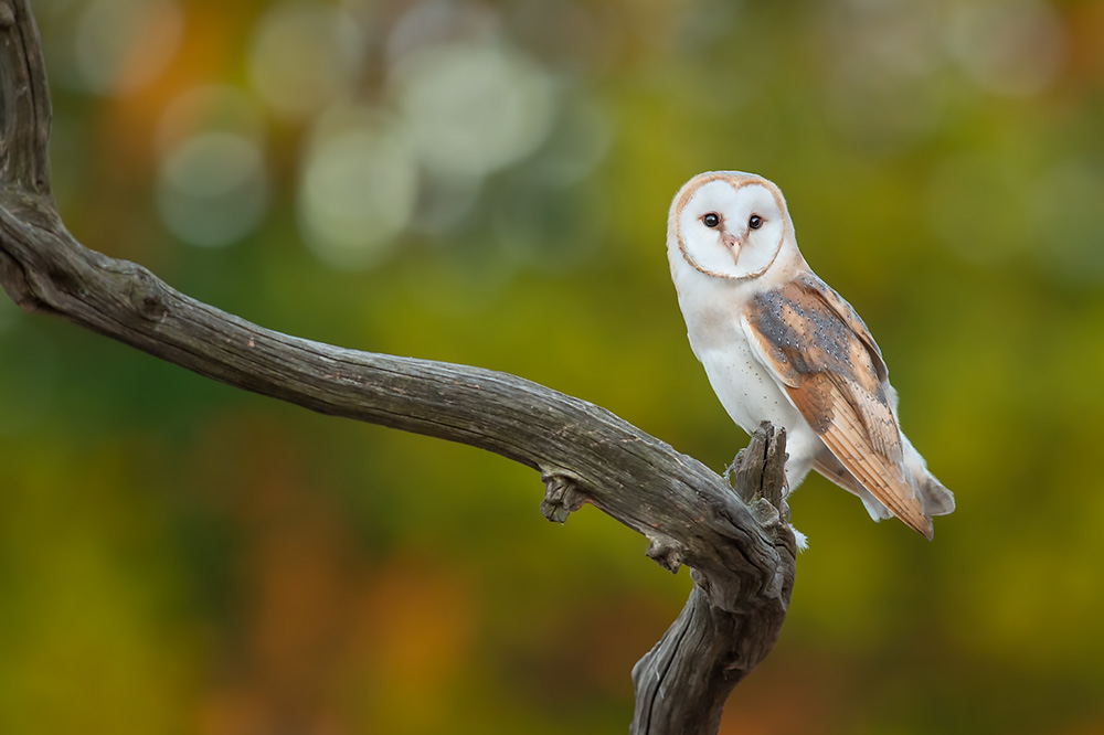 Wild Barn Owl Hide wildlife photography