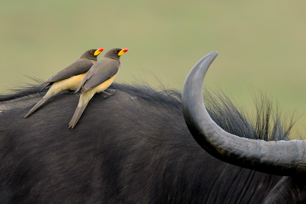 Magical Masai Mara wildlife photography