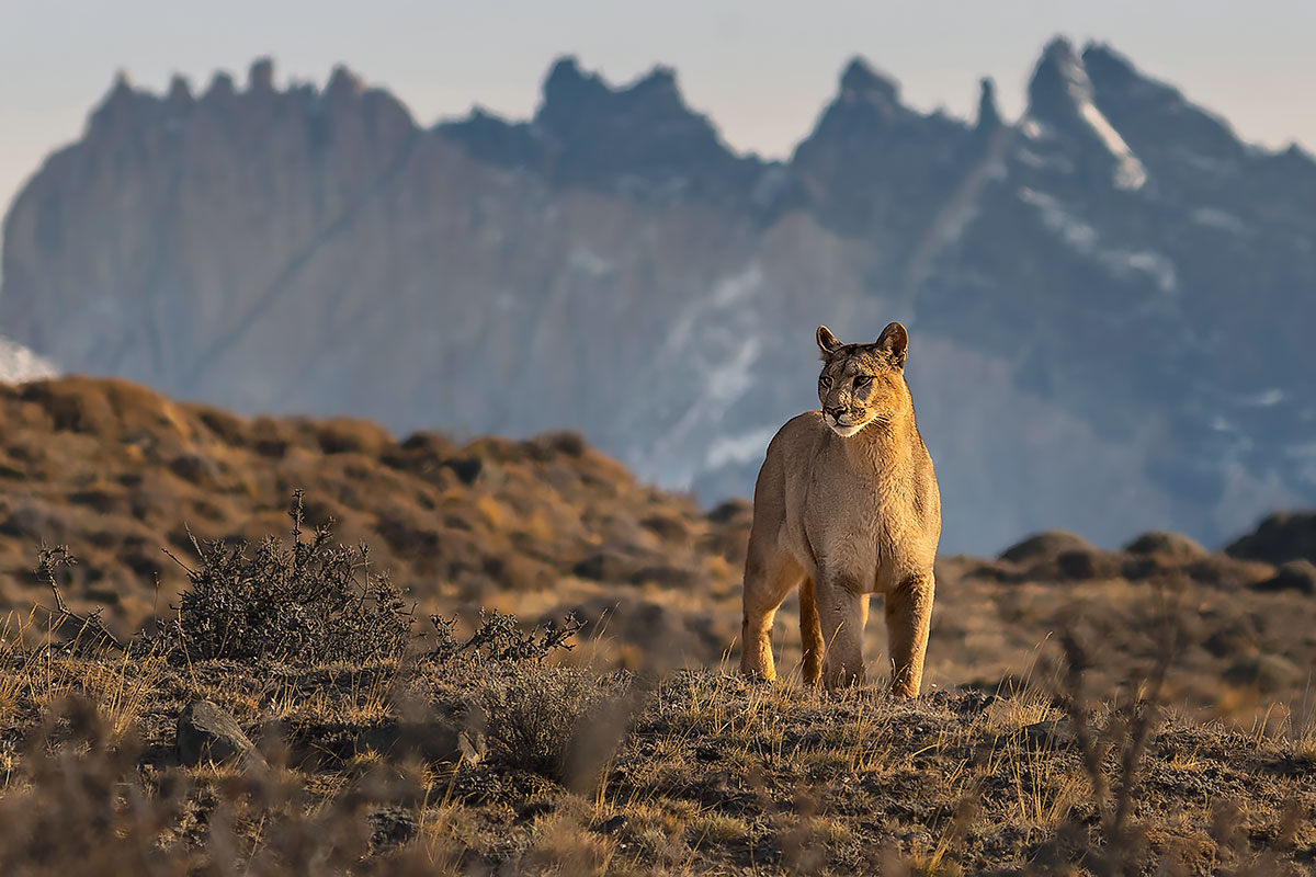 Patagonia Untamed