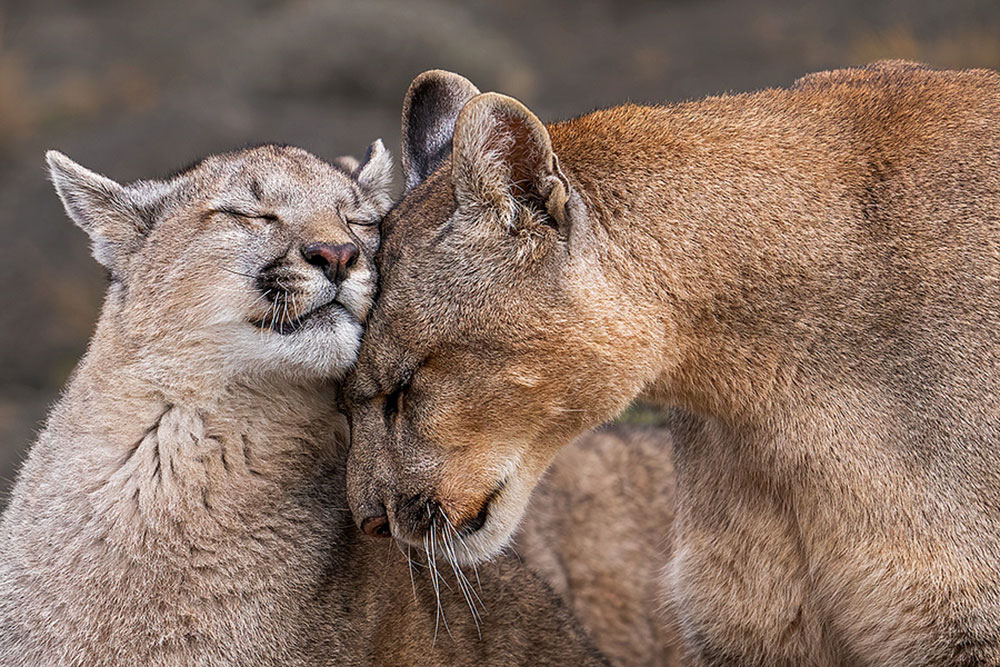 Patagonia Untamed wildlife photography
