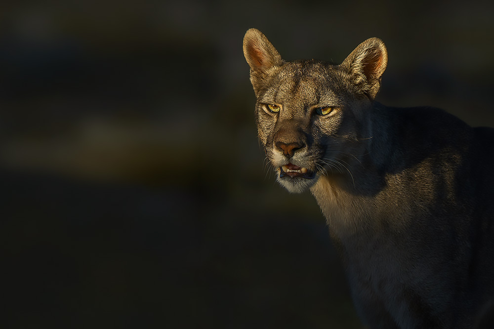Patagonia Untamed wildlife photography