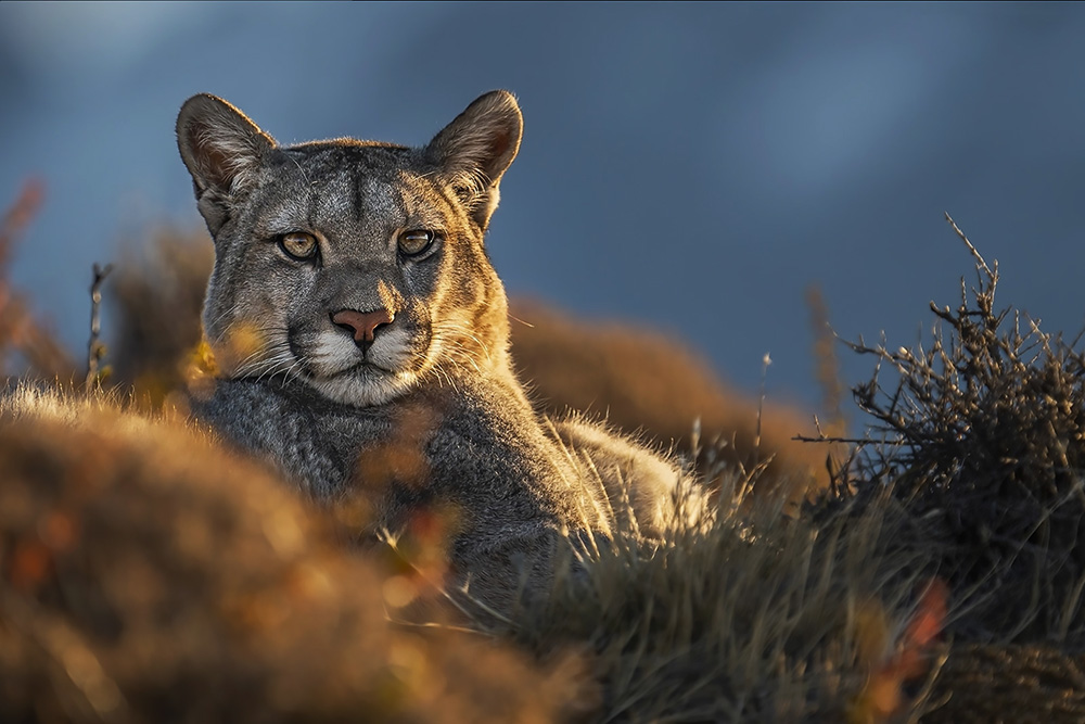 Patagonia Untamed wildlife photography