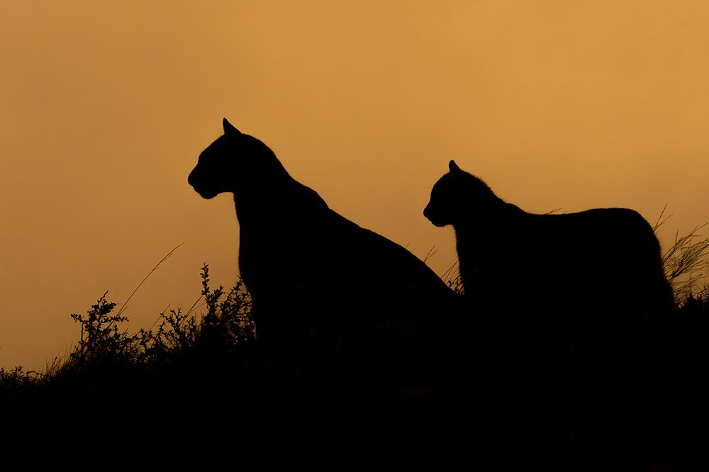 Patagonia Untamed wildlife photography