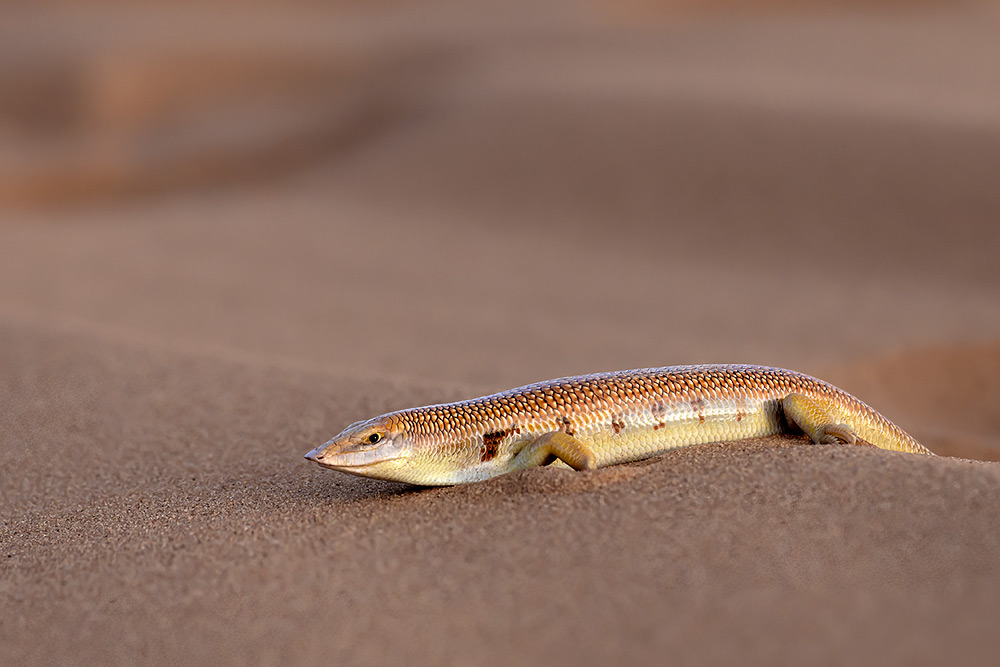 Moroccan Spiny-tailed Lizard — Wild Wonders of the Sahara wildlife photography