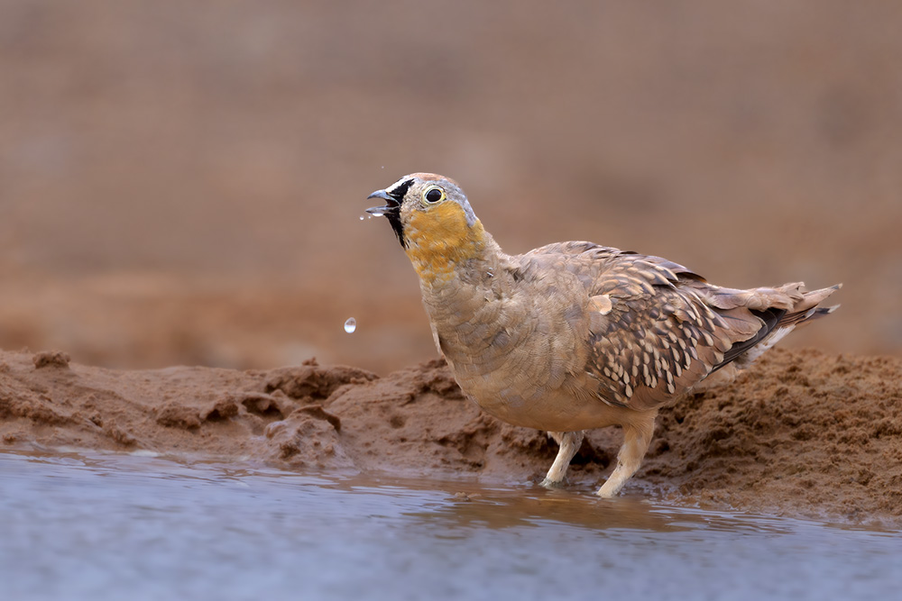 Lichtenstein's Sandgrouse — Wild Wonders of the Sahara wildlife photography