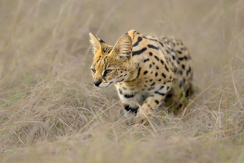 Spectacles of Masai Mara wildlife photography