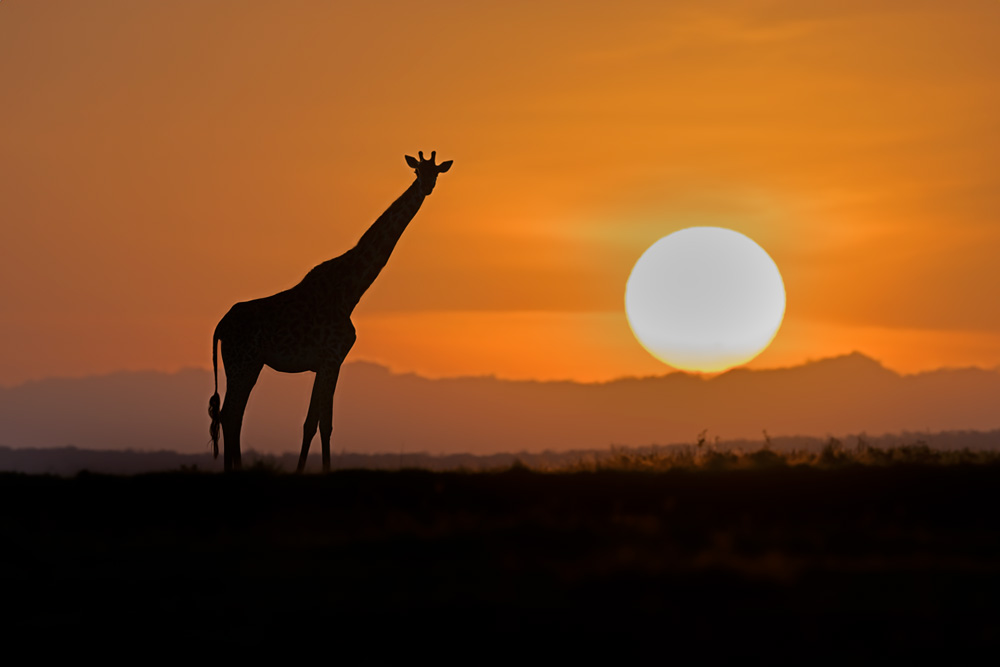 Magical Masai Mara wildlife photography