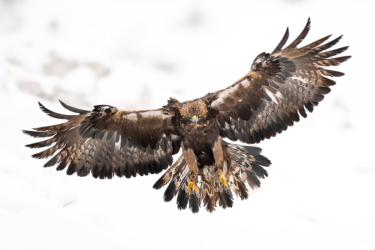 Spanish Predators wildlife photography tour