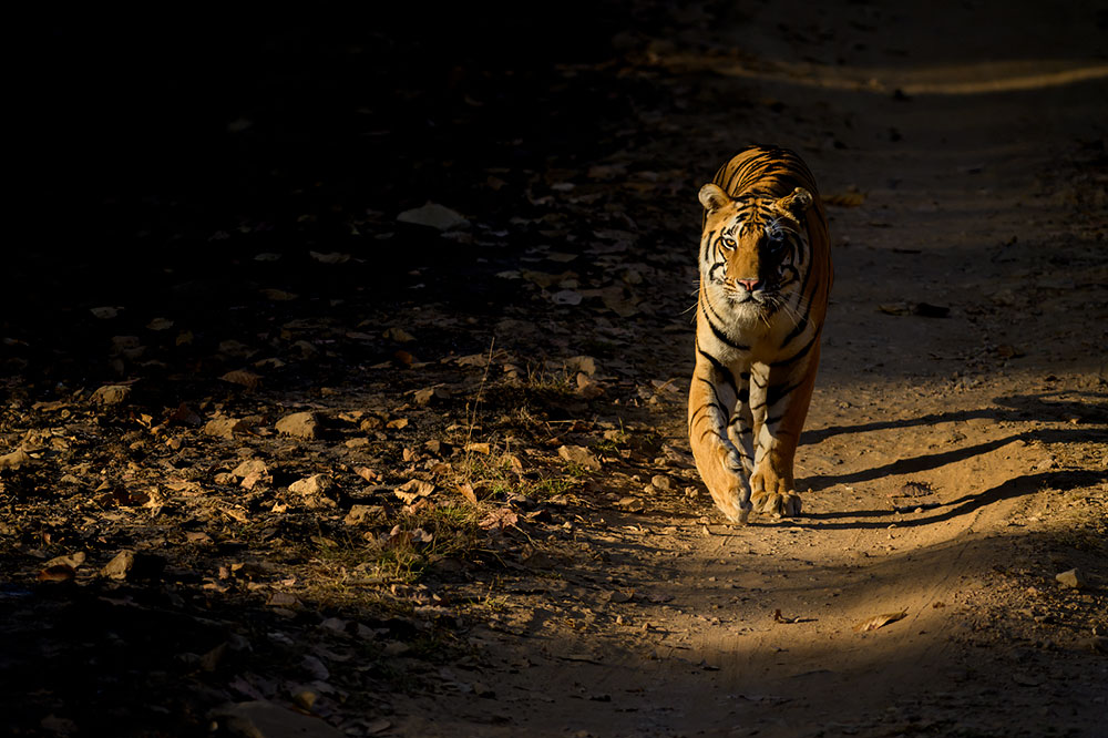 Tigers of Three Realms wildlife photography