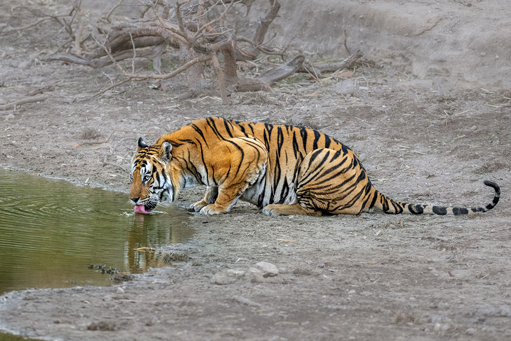 Tigers of Three Realms wildlife photography