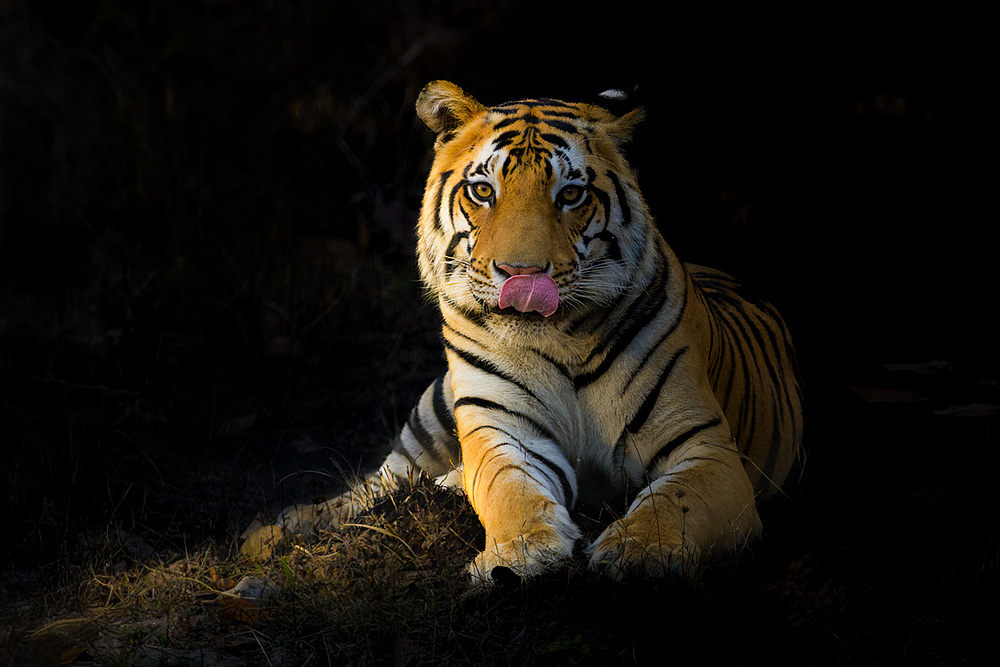 Tigers of Three Realms wildlife photography