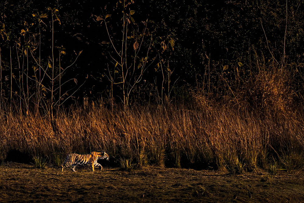 Tigers of Three Realms wildlife photography