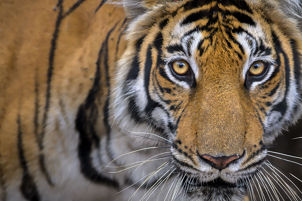 Tigers of Three Realms wildlife photography