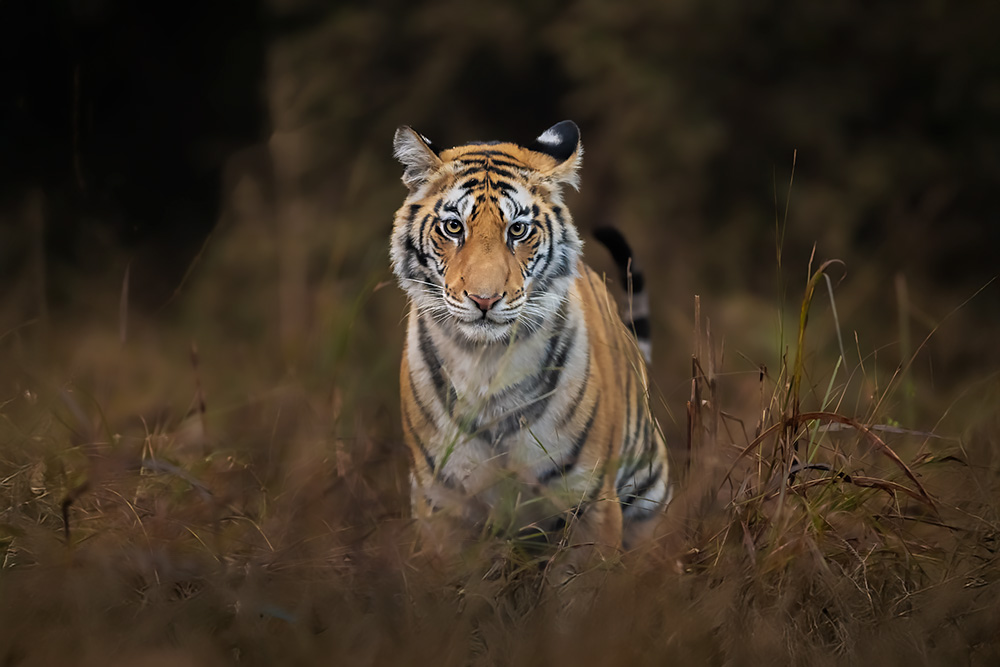 Tigers of Three Realms wildlife photography