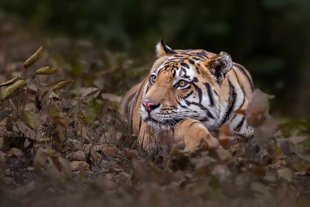 Tigers of Three Realms wildlife photography