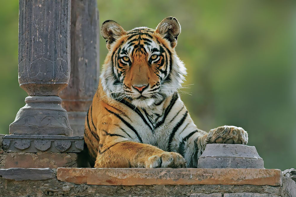 Big Cats of India wildlife photography