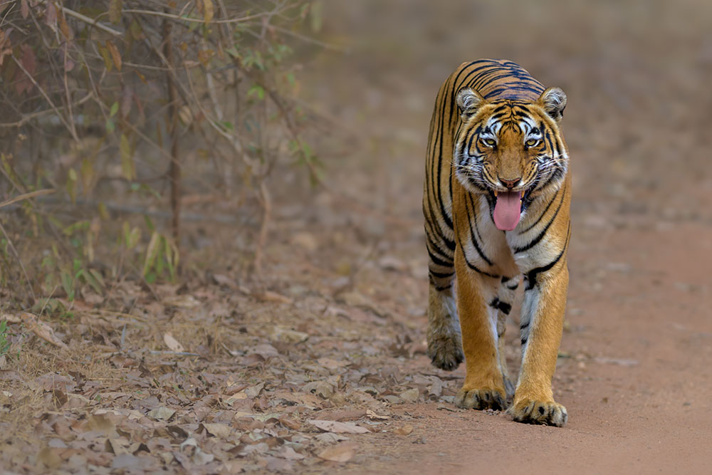 Big Cats of India wildlife photography
