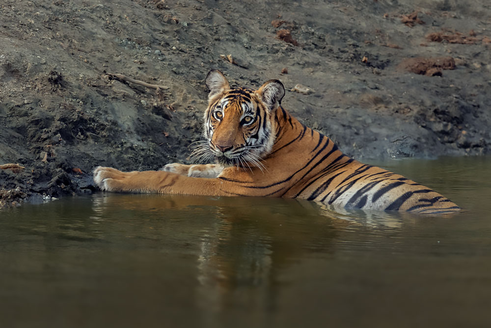 Big Cats of India wildlife photography