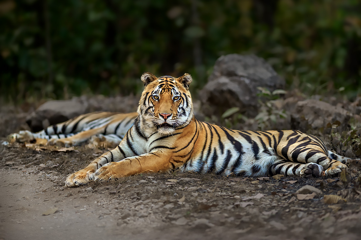 Tigers of Three Realms wildlife photography tour